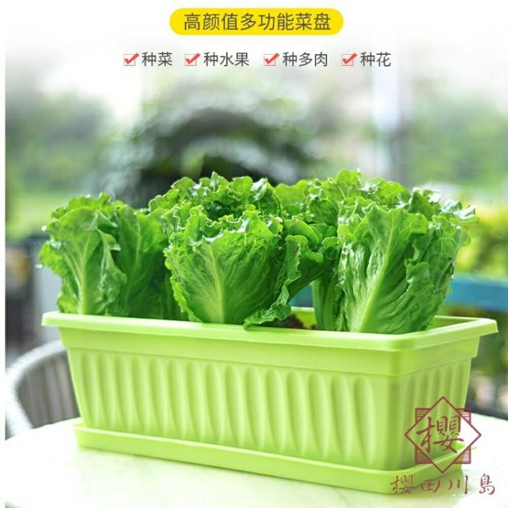 花盆家庭蔬菜草莓種植箱長條大花槽長方形塑膠【櫻田川島】