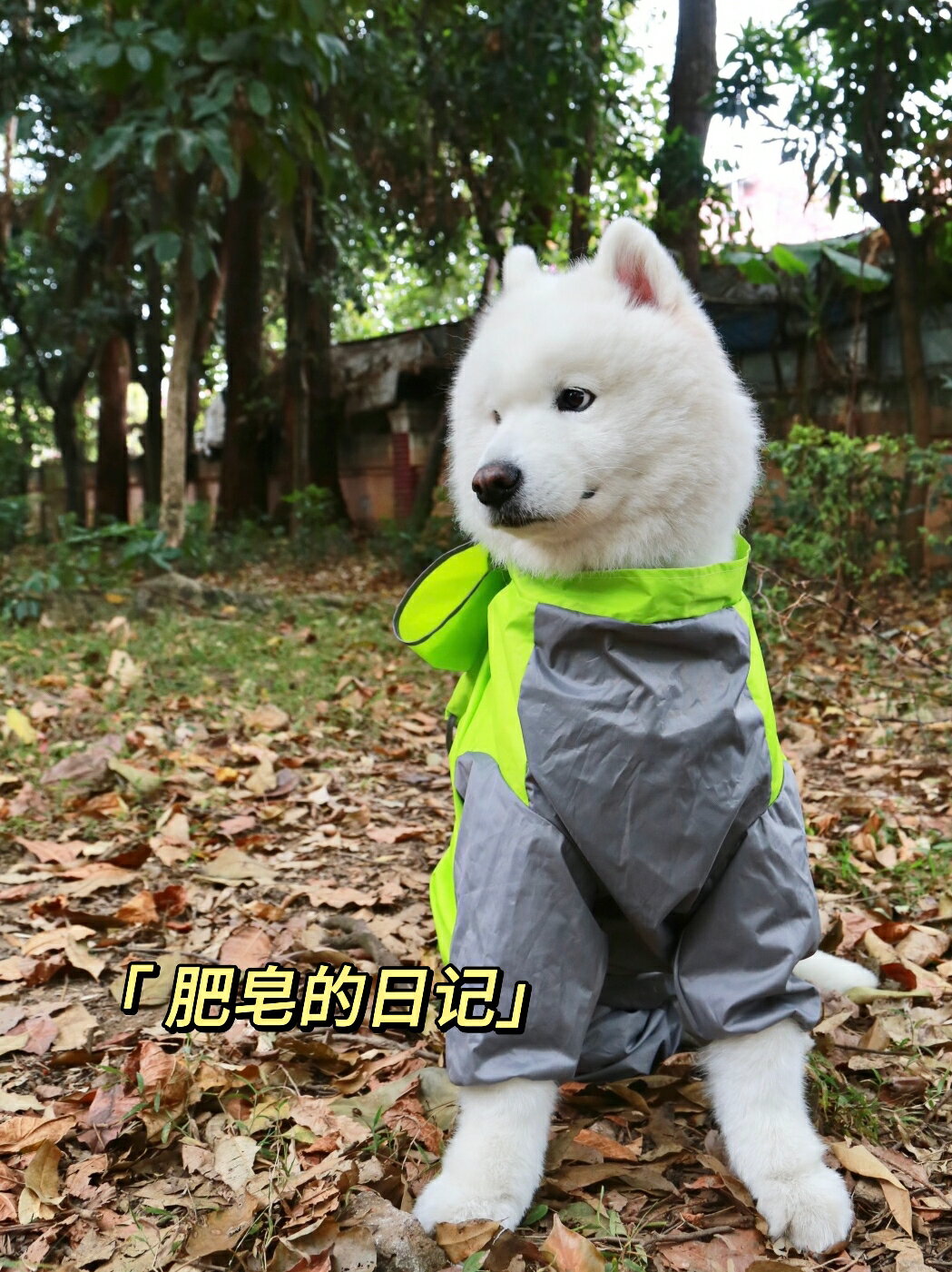 寵物狗狗雨衣全包防風防寒中大型犬薩摩耶金毛四季可穿防雨衣服