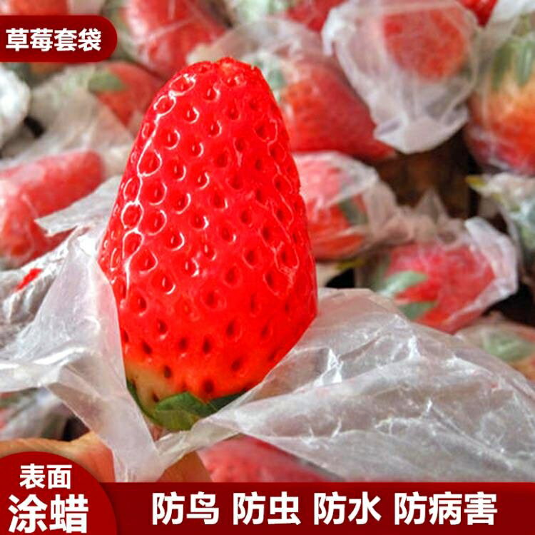 果實套袋 草莓套袋專用袋無花果袋櫻桃袋育果小蠟袋車厘子防蟲防鳥防水 快速出貨