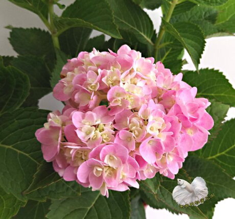 5吋盆 粉紅色繡球花盆栽紫陽花盆栽 種越多年就越大欉 每次也會開越多花 半日照就好 不要全日照 魚痴的秘密花園