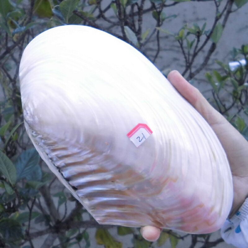 天然海螺貝殼 超大光澤雙面珍珠貝蚌殼 地中海家居創意收藏擺件