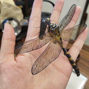 愛拼 全金屬不銹鋼DIY拼裝模型3D迷你立體拼圖 彩色蜻蜓 新品