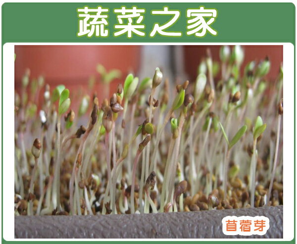 【蔬菜之家】J01.苜蓿(芽菜種子)種子7000顆