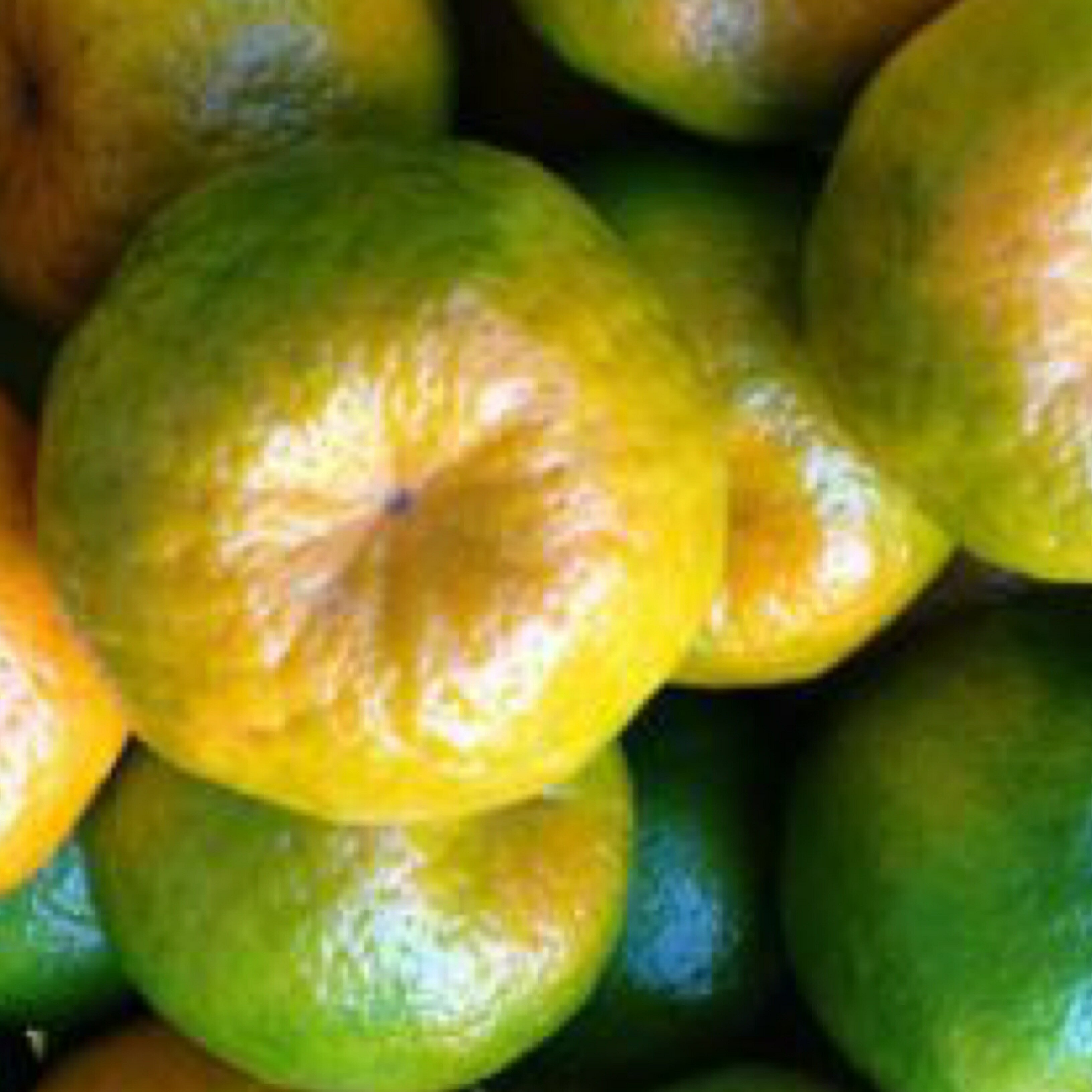 (現採)豐原頂級27A大顆高山椪柑試嘗箱5斤/家庭箱10斤/整箱買20斤/12入精緻禮盒【皇家果物】免運 1