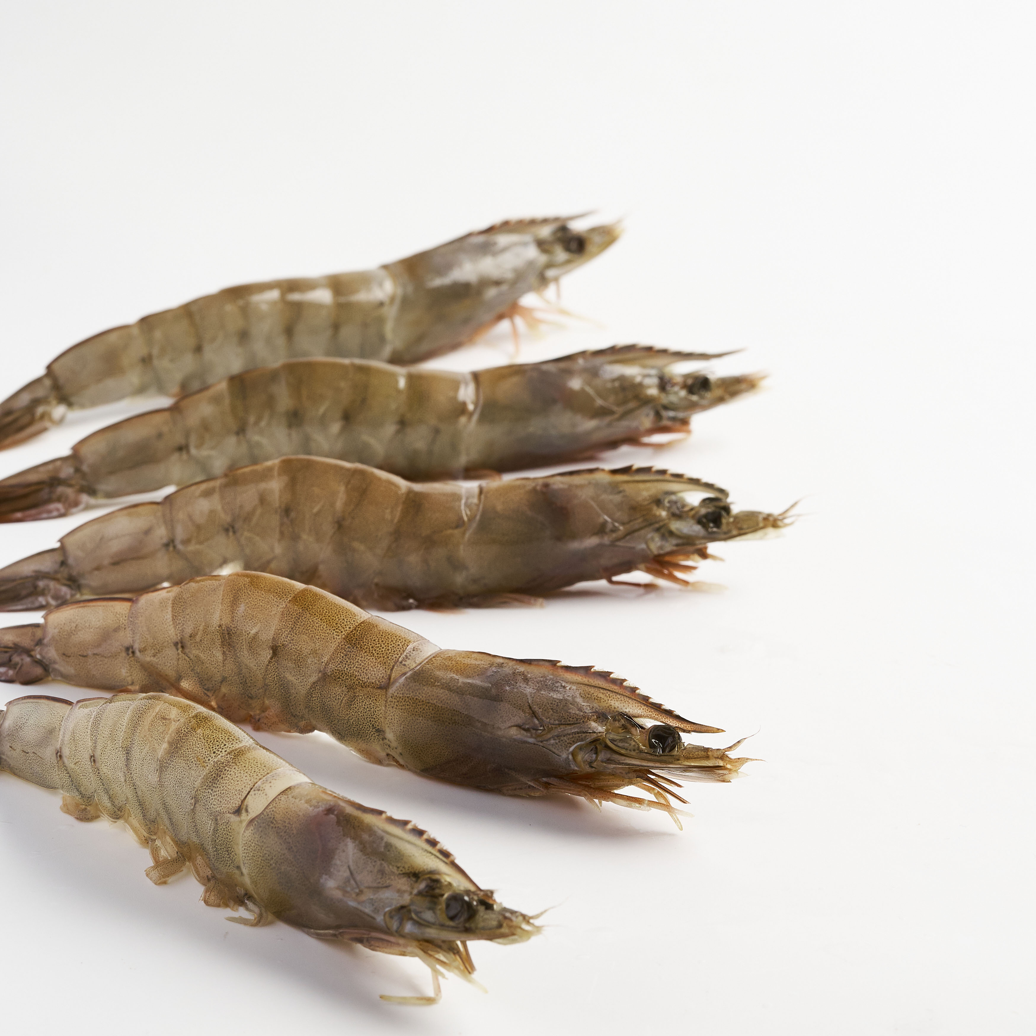 【漁仁鮮物】產銷履歷-無毒海水白蝦-超大 300g(9~11尾) 2