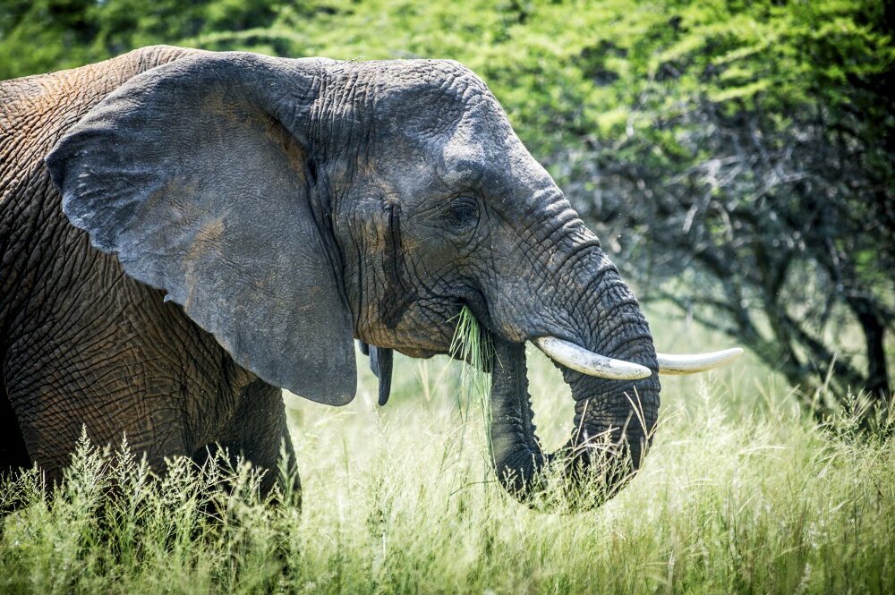 Posterazzi: Elephant (elephantidae) feeding at Dinokeng Game Reserve ...
