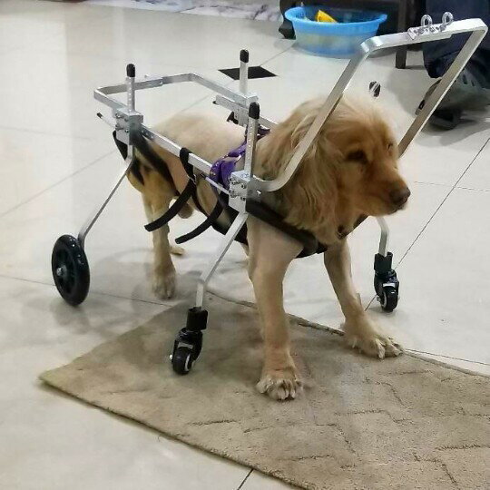 狗專用輪椅前肢四輪寵物偏癱狗車前腿殘疾車全身四肢狗輔助車