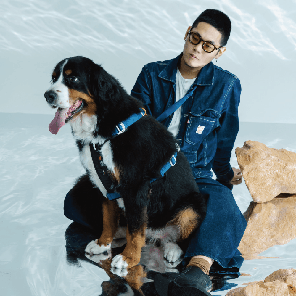 【MOSSWAY 輕韌減壓胸背 | 海岩藍 】胸背 項圈 牽繩 寵物胸背 大型犬 中型犬 小型犬 輕量胸背 H型胸背編輯