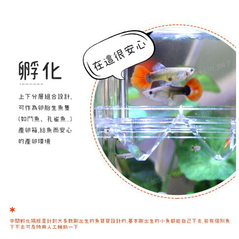 歐比康 小號產卵孵化盒懸浮式自浮式隔離盒繁殖箱隔離箱產子盒孵化箱產卵盒孔雀魚幼魚鬥魚 歐比康 小號產卵孵化盒懸浮式自浮式隔離盒繁殖箱隔離箱產子盒孵化箱產卵盒孔雀魚幼魚鬥魚