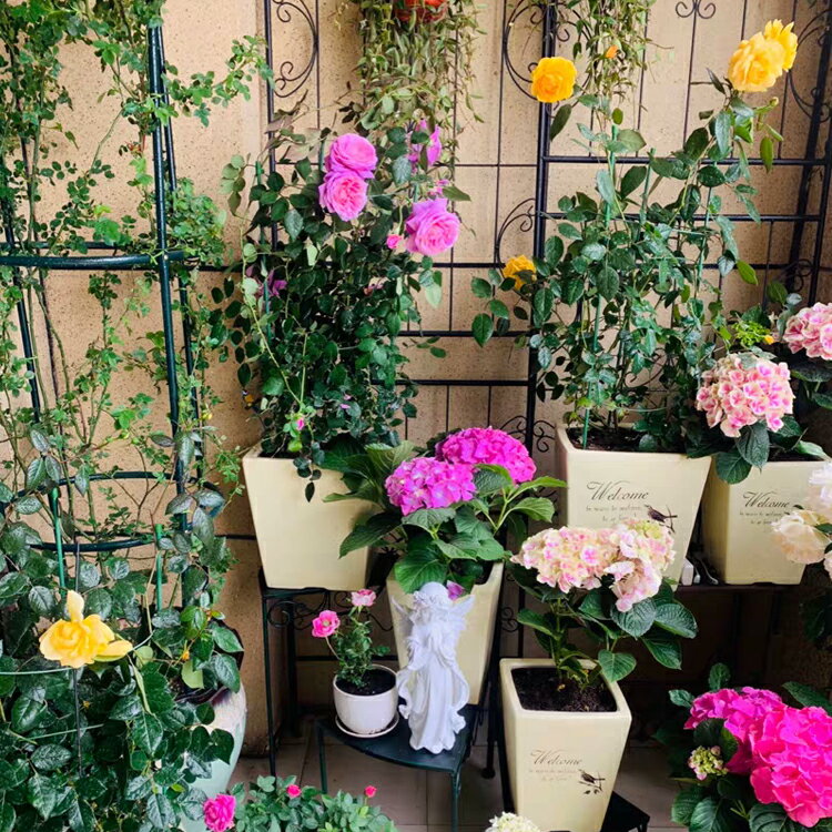 爬藤花架 攀爬架 花架 鐵線蓮爬藤架花架戶外月季花種菜黃瓜鐵藝薔薇植物攀爬架白色柵欄『XY39374』 4