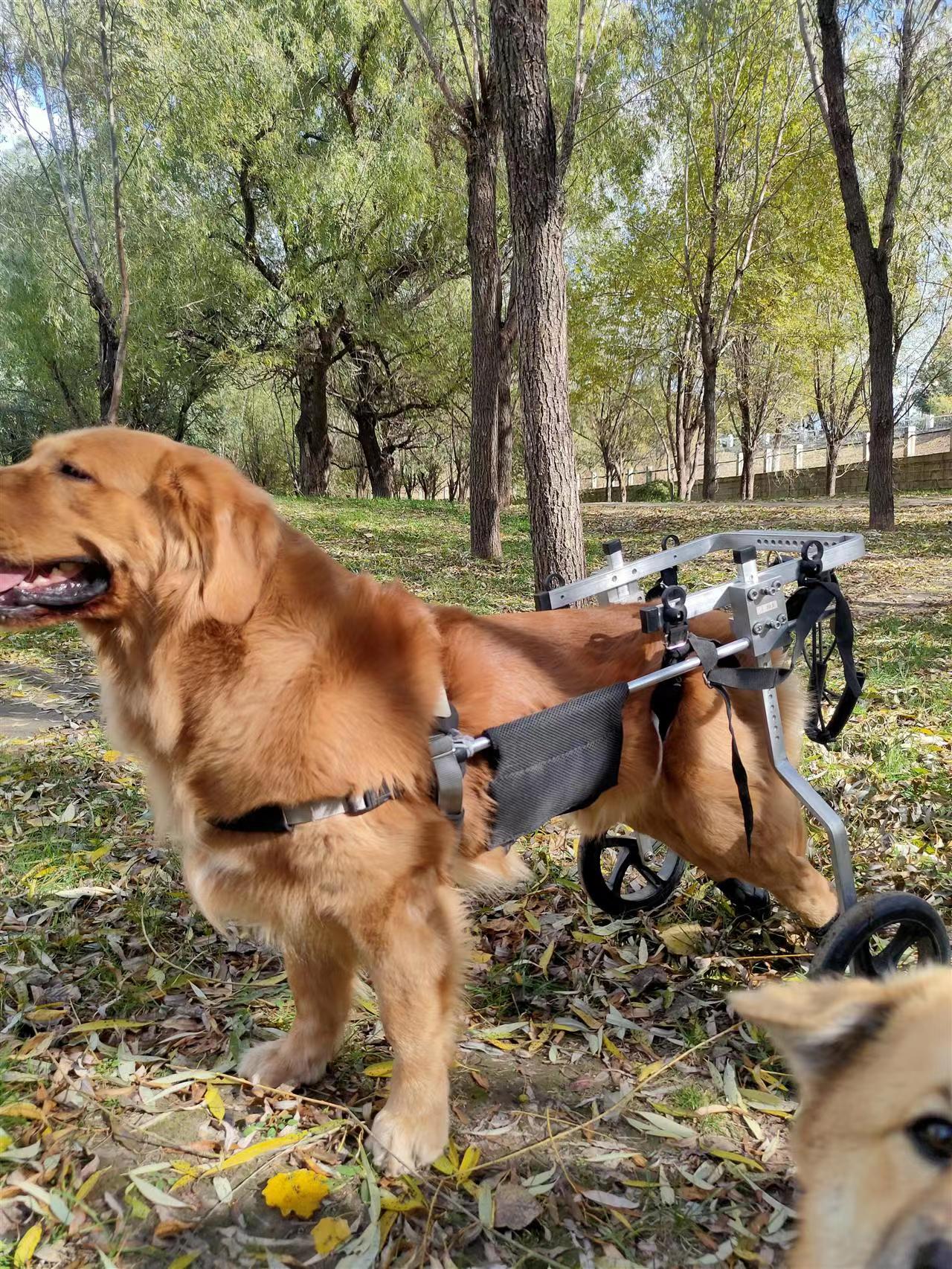 【超多款式咨詢客服】狗用輪椅代步車貓癱瘓動物輪椅殘疾寵物輪椅車小型犬后肢康復輪椅 1