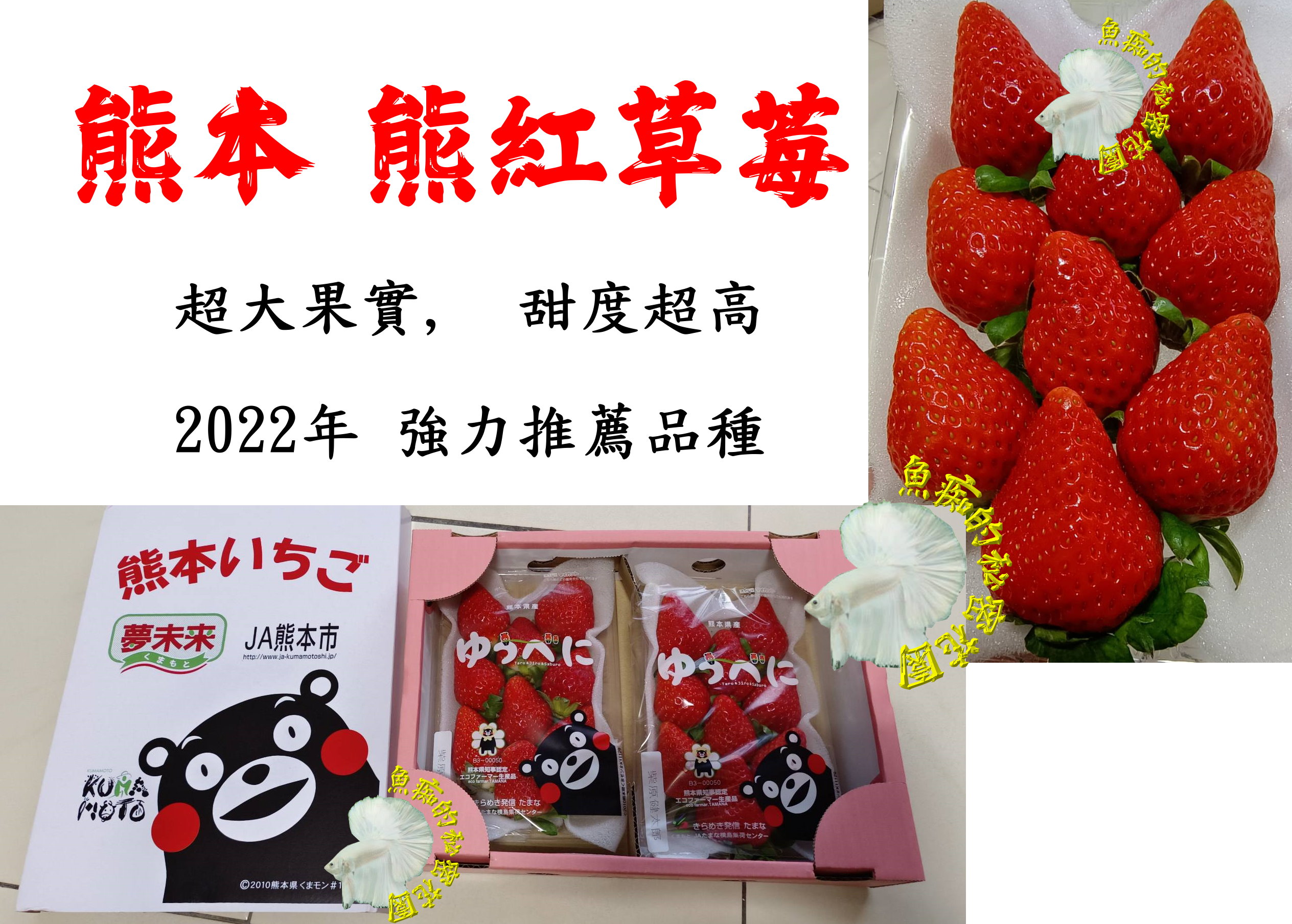 尚未開花結果 [ 2022年新品種 日本熊本熊紅草莓盆栽 ] 5寸盆 新品種草莓苗～季節限定~ 先確認有沒有貨再下標!