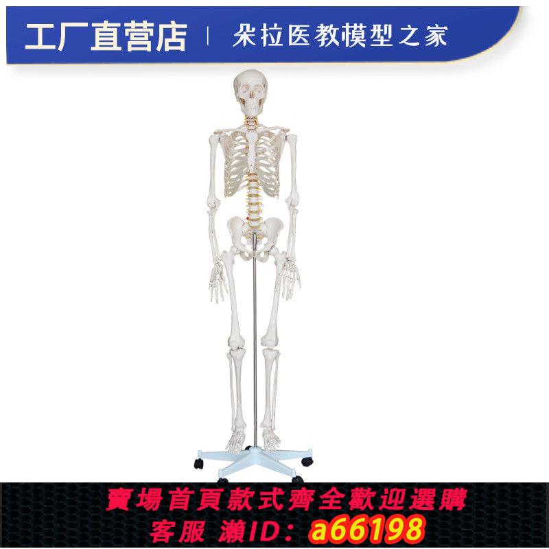 【臺灣公司 可開發票】170cm人體骨骼模型骨架教學 脊椎 骷髏