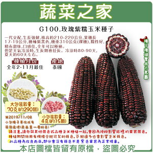 【蔬菜之家】G100.玫瑰紫糯玉米種子4克(約15顆)、70克(約290顆)(共有2種包裝可選)