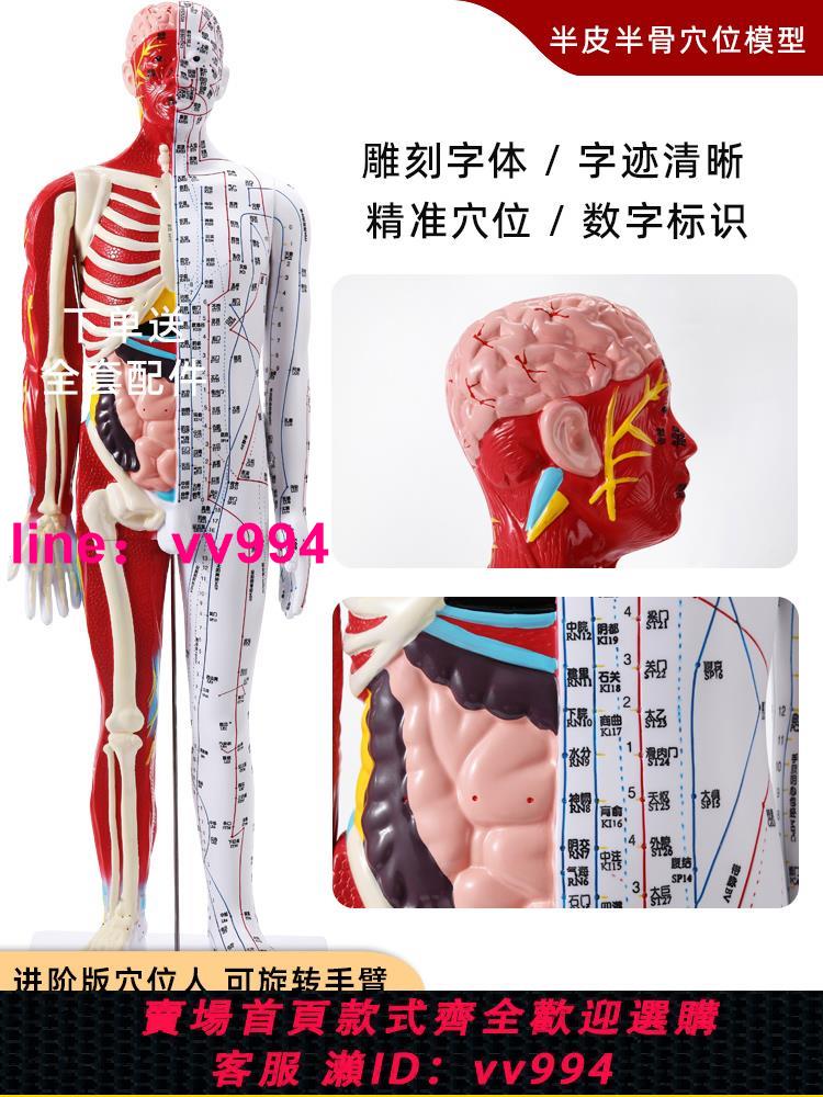中醫人體針灸十二經絡穴位模型人85厘米標準全身小銅人教學模特圖
