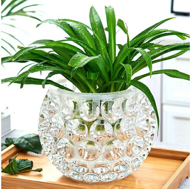 新款/水培器皿創意玻璃花盆水養植物瓶透明花器綠蘿銅錢草花瓶圓形容器免運 可開發票-青木鋪子