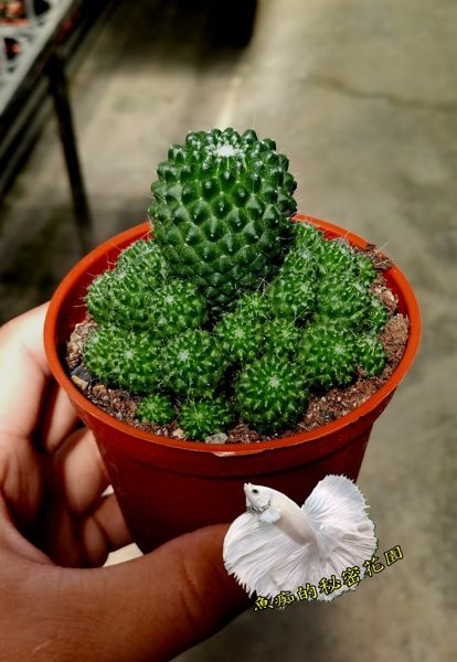 3吋盆 子吹奇隆丸仙人掌盆栽多頭軟仙人掌無刺仙人掌盆栽 活體多肉植物仙人掌多肉盆栽送禮首選祝賀禮物 魚痴的秘密花園 Rakuten樂天市場