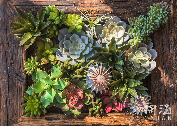 掬涵多肉植物八千代錢串千歲蓮蟲草仿真多肉植物綠植小盆景 協貿國際日用品生活6館 樂天市場rakuten