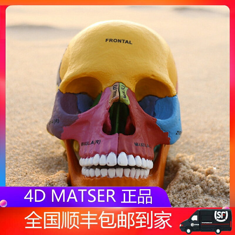 4D MASTER益智拼裝玩具人體彩色骨頭器官解剖模型醫學教學DIY科普