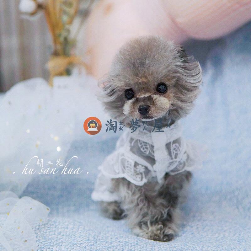 寵物狗狗貓咪衣服蕾絲裙子法鬥泰迪比熊約克夏春夏款透氣防曬【淘夢屋】