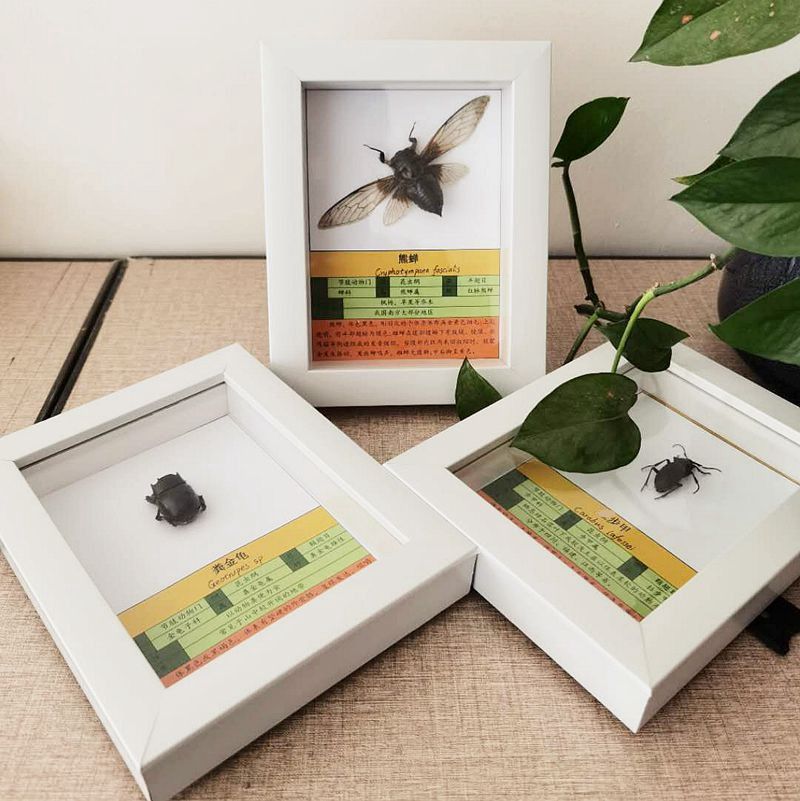 2022新款白色昆蟲動物標本相框裝飾畫框兒童科普教學材料收藏禮品