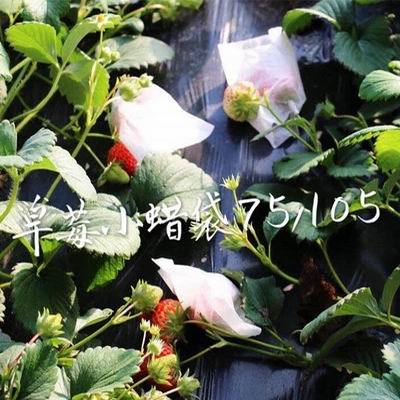 【小白蠟袋套袋-多規可選-1款/組】櫻桃草莓青棗幼果無花果塑膠套袋(可混搭)-5101030