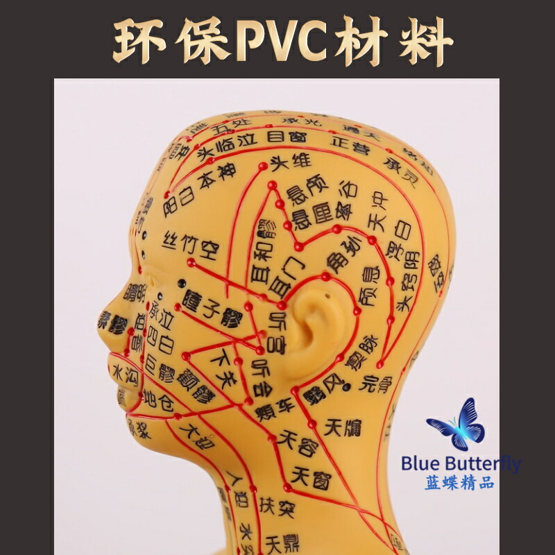 {可打統編 保固一年}針灸人體模型醫用扎針練習小皮人十二經絡穴位圖模特軟膠扎針練習 1