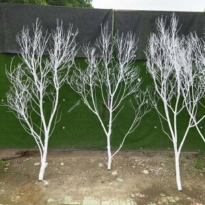 禪意白樹枝裝飾屏風干樹枝隔斷樹枝背景墻造型樹擺件天然樹枝干枝