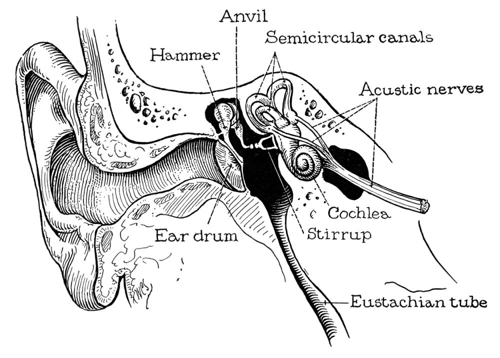 Posterazzi: Anatomy Ear Canal Nan Anatomical Representation Of The ...