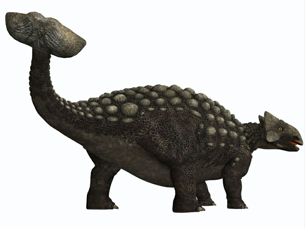 ankylosaurus herbivore