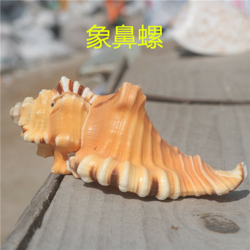 熱賣天然海螺貝殼象鼻螺虎頭螺標本螺收藏水族魚缸家居裝飾珊瑚