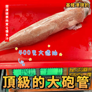 【天天來海鮮】基隆港海底美食大砲管 每尾45公分以上 超級大尾