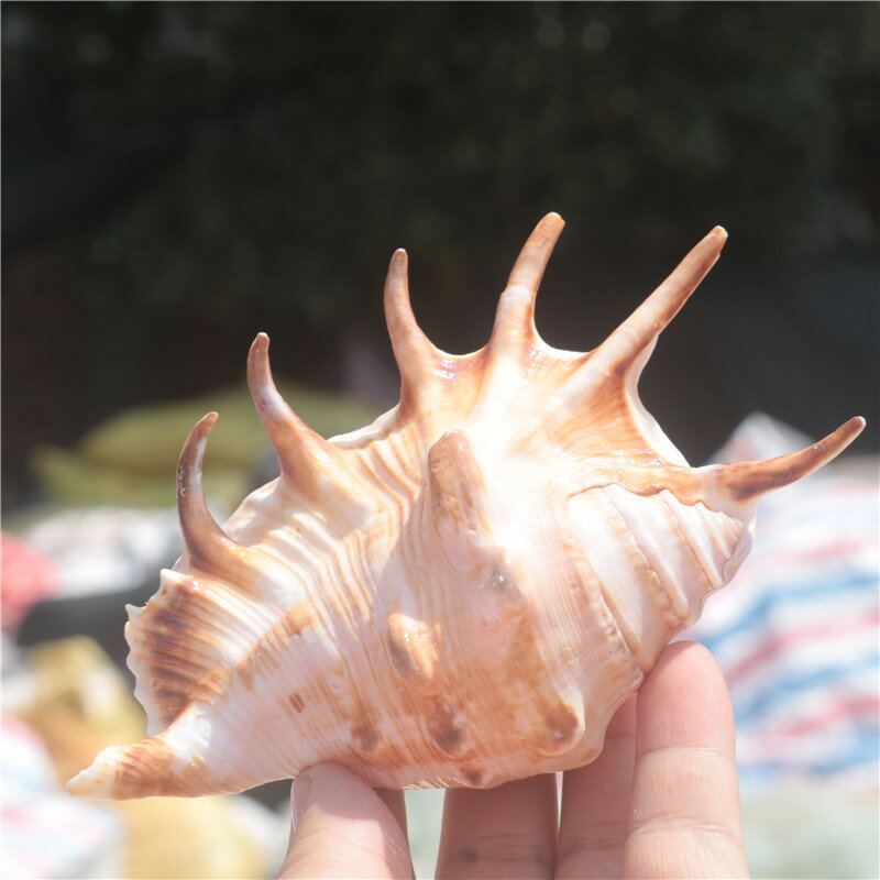 螺貝藝】天然海螺貝殼蜘蛛螺七角螺家居裝飾魚缸水族造景拍攝| 協