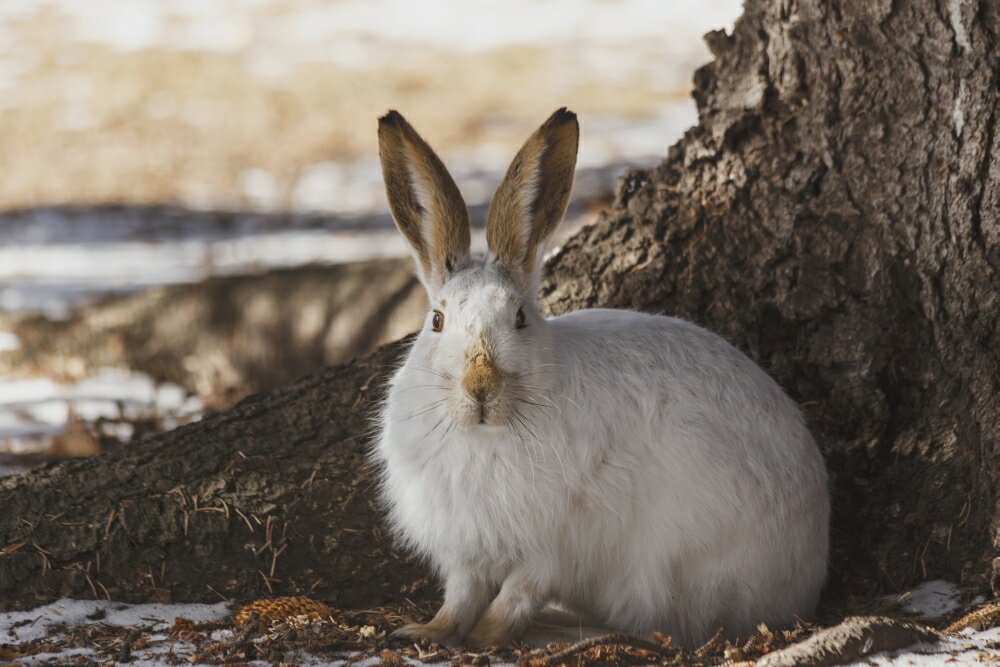 Posterazzi: Wild prairie harewhite-tailed jack rabbit (Lepus townsendii ...