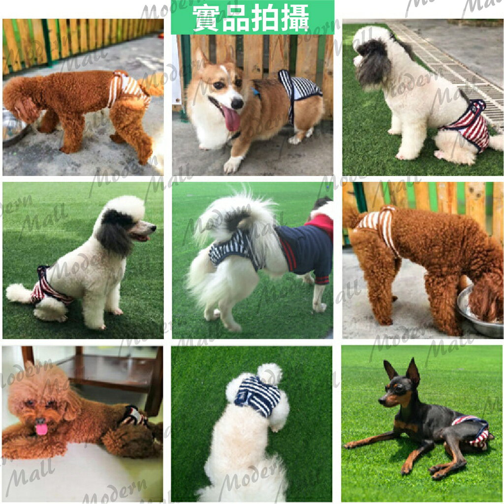 狗狗生理褲【Ｎｅｗ舒適新款💎免運現貨】寵物生理褲 狗生理褲 狗內褲 寵物內褲 不外漏 可更換 防感染 8