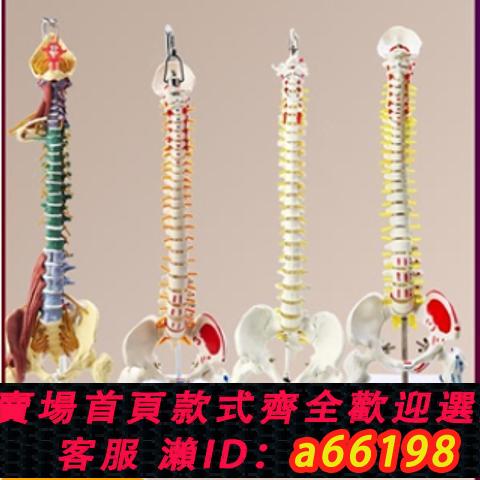 【臺灣公司 可開發票】人體脊柱模型1:1成人正骨練習脊椎模型頸椎腰椎人體骨骼模型骨架