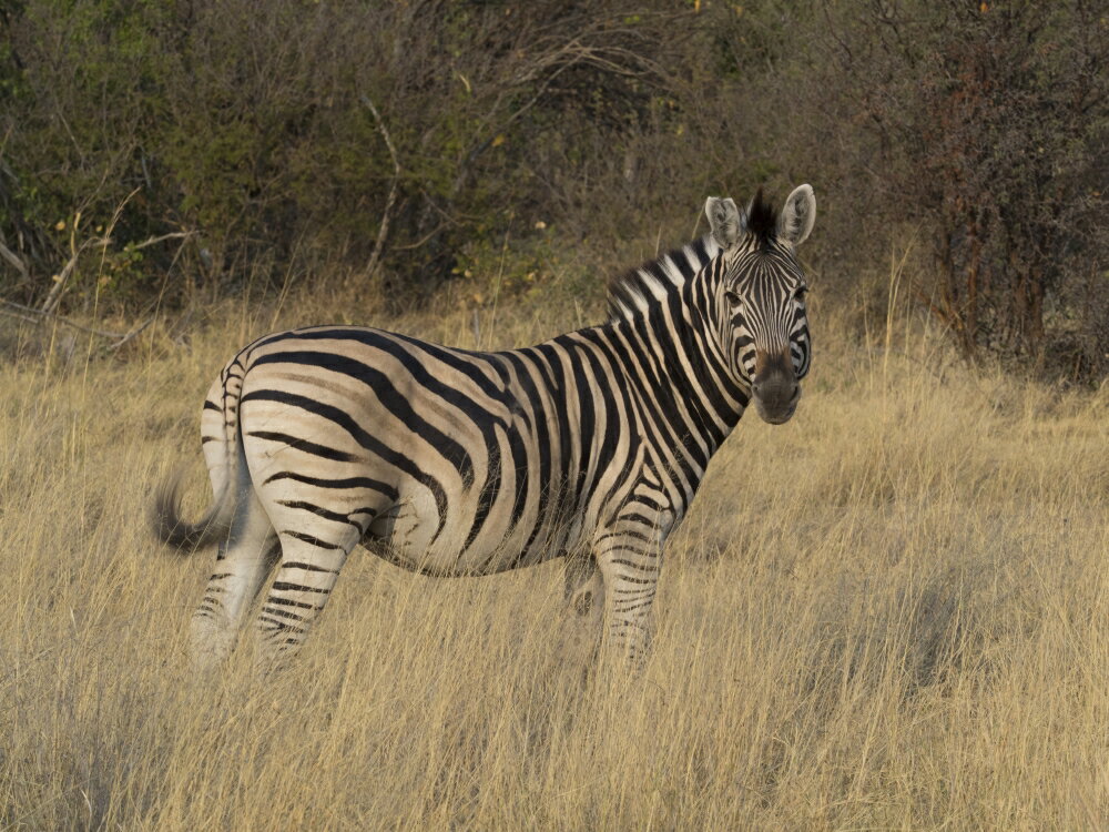 Posterazzi: Zebra standing in a forest Okavango Delta Ngamiland ...