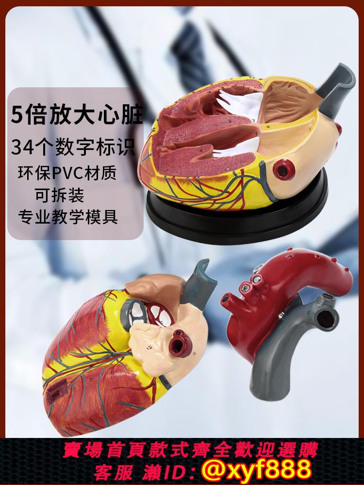 {可打統編 保固一年}標準1:1人體心臟解剖B超3d模型血液循環可拆卸自然大醫學教學模型