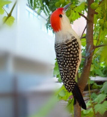 定做各種模擬鳥 啄木鳥 彩色羽小鳥 動物模擬鳥模型 攝影道具