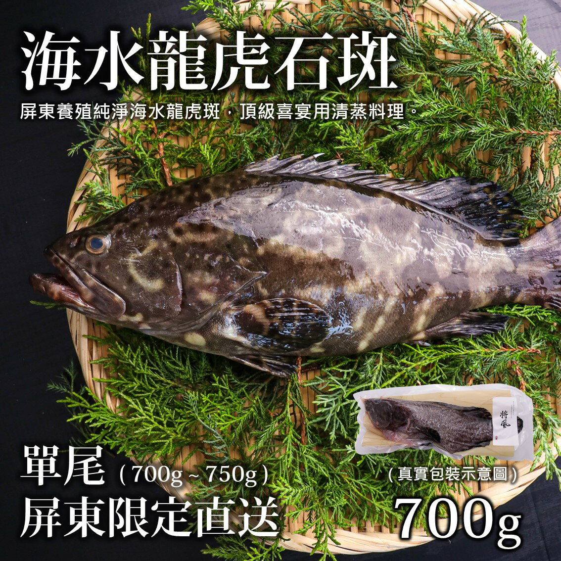 台灣海水龍虎石斑