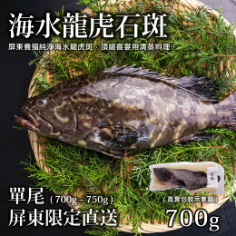台灣海水龍虎石斑