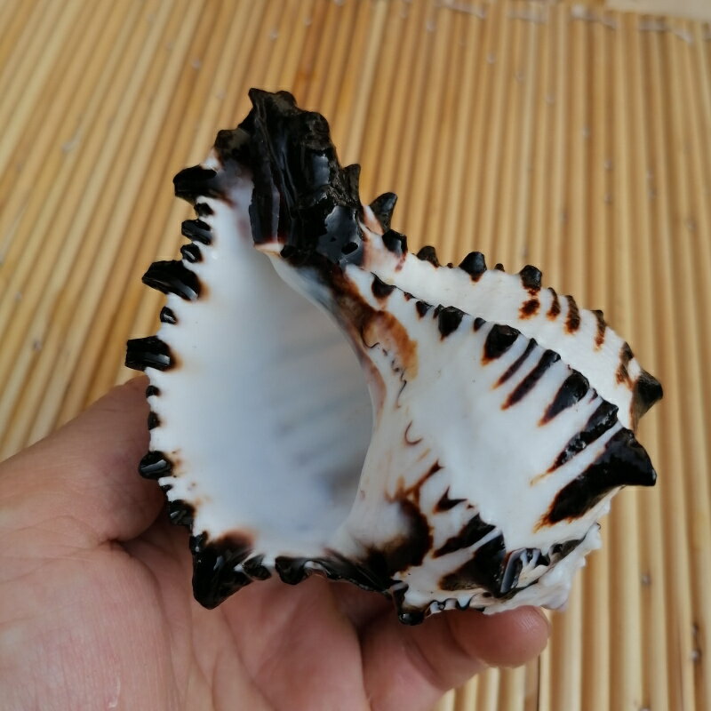 天然大海螺貝殼黑斑馬骨螺美國黑骨螺水族魚缸造景裝飾創意禮品