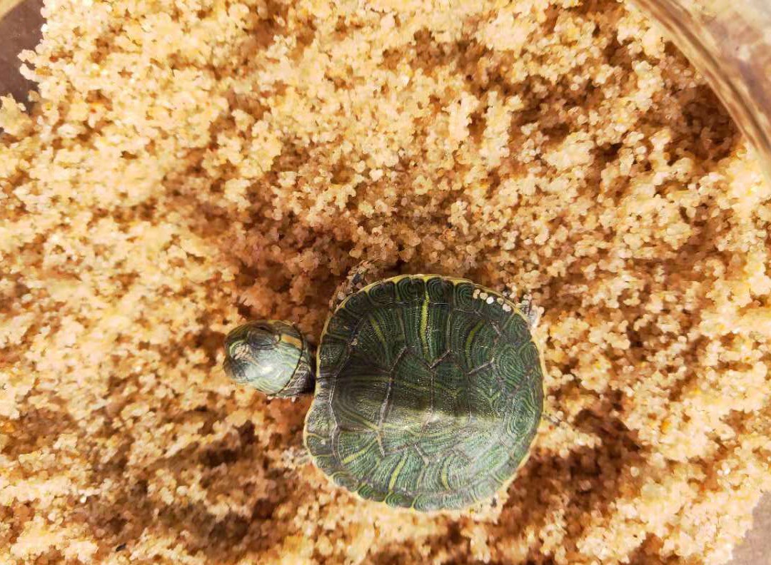 小烏龜冬眠用的沙子產蛋沙龜蛋孵化草龜養烏龜的沙子專用冬眠用品
