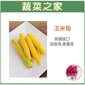 【蔬菜之家】G97玉米筍種子(共有2種包裝可選)