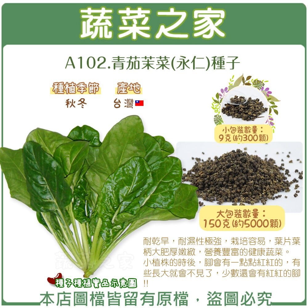 【蔬菜之家】A102.青茄茉菜(永仁)種子//栽培容易 葉片葉柄大肥厚嫩緻 牛皮菜 園藝