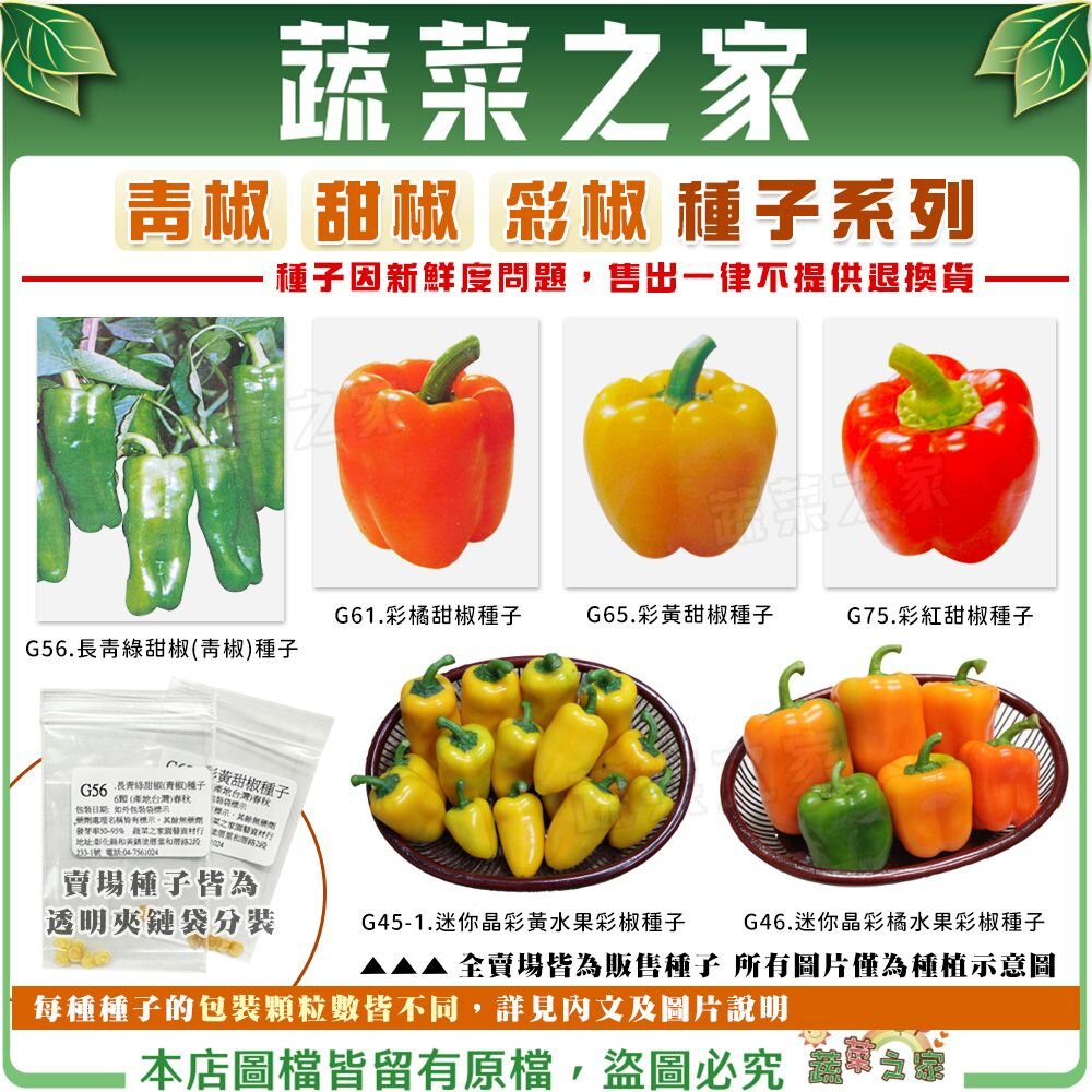 【蔬菜之家】青椒.甜椒.彩椒種子系列(各包裝數量詳見內文及圖片說明) 水果彩椒 長青綠甜椒 紅色甜椒