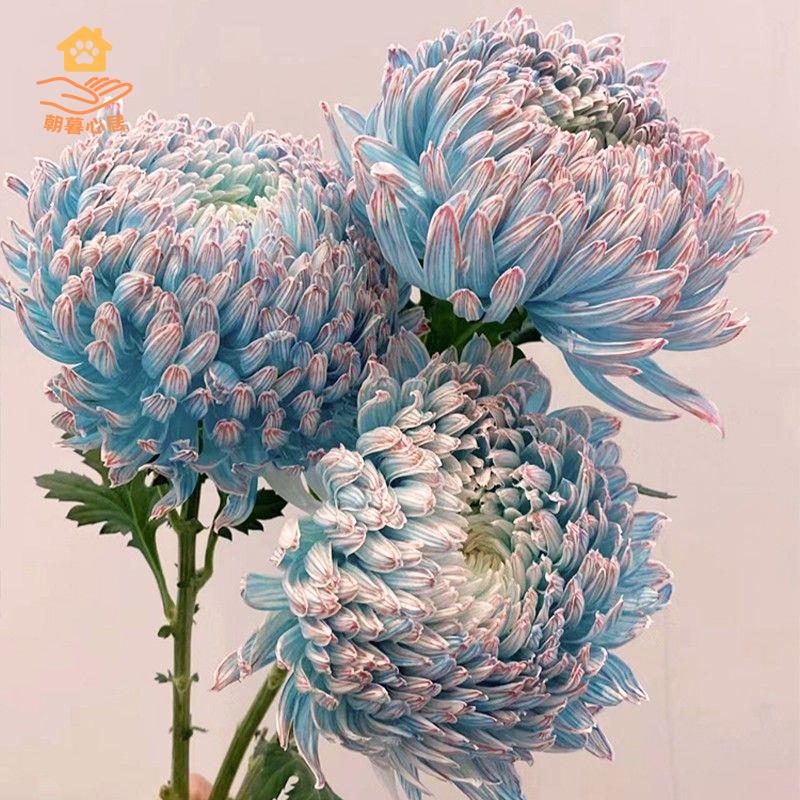 限時下殺 仿真花 假花 綠植 青花瓷牡丹菊鮮花雲南直發室內水培鮮切花插花藍色菊花花束花期長八折下殺wy22
