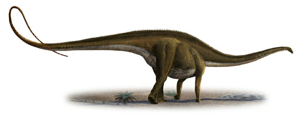 Posterazzi: Diplodocus longus a prehistoric era dinosaur Stretched ...