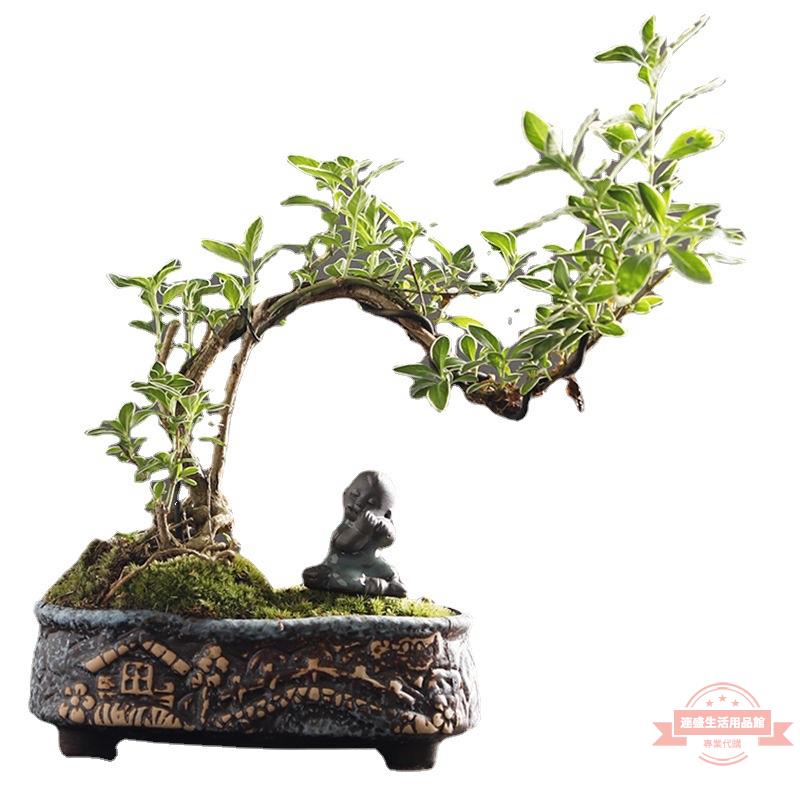 錦松　[半懸崖]　大品盆栽 盆景金邊懸崖提根老樁六月雪造景室內四季好養植物小盆景綠植擺件| 連盛