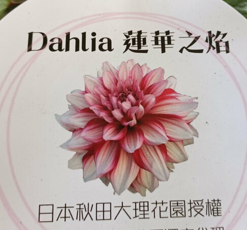 蓮華之焰 巨花大理花盆栽日本新品種巨無霸大理花 6 7吋盆活體花卉盆栽送禮盆栽 季節限定 先問有沒有貨 Rakuten樂天市場 蓮華之焰 巨花大理花盆栽日本新品種巨無霸大理花 6 7吋盆活體花卉盆栽送禮盆栽 季節限定 先問有沒有貨 Rakuten樂天市場